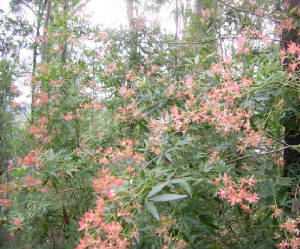 pinkwildflowerssandsswampforest.jpg